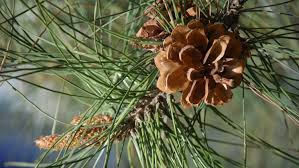 Nature Drawing at Georgia O'Keeffe Museum — The Santa Fe VIP