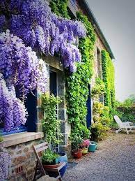 S On Twitter Beautiful Gardens Plants Wisteria Garden