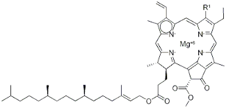 Phototrophs are able to capture the energy in light thanks to photosynthetic pigments, like chlorophyll and bacteriochlorophyll, which absorb light energy kicking off a process that eventually results in the. Chlorophylle 1406 65 1