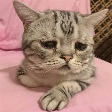 Kedi Kopek Cat Dog Panosundaki Pin
