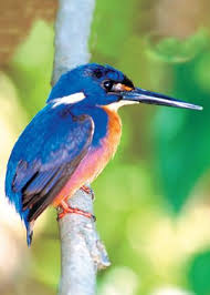 Your dm/gm must have had a lot of fun with you in his/her group. Pin On Birds