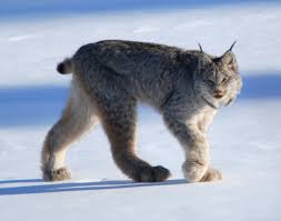 Where i grew up in central wisconsin we had lynx and bobcats roaming around and sometimes. The Six Wildcats Of North America Owlcation Education