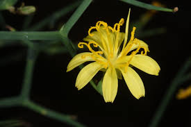 Image result for Launaea rarifolia