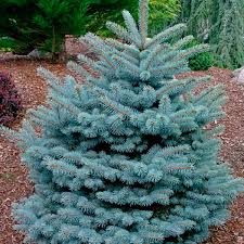 While that helps when starting from scratch, what do you do when you have a color in front of you but need to the spruce also has some great tips for choosing the right colors, including pulling. Dwarf Blue Spruce Montgomery Picea Pungens My Garden Life