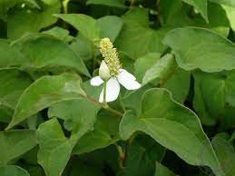 h0 jpg 1600 1200 planting flowers plant leaves plants