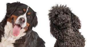 The bernese mountain dog is an intense and playful breed, but he is not a high energy breed. The Mini Bernedoodle A Giant And Miniature Pup Combined