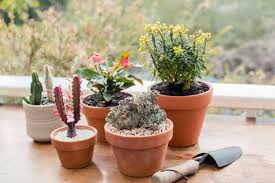 Image result for Euphorbia ugandensis