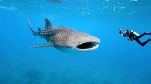 El tiburón ballena pertenece a una subclase de pez cartilaginoso. Tour Tiburon Ballena Gomaretour Com 100 Aventura