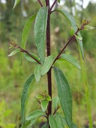 Image result for Tinnea zambesiaca