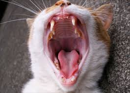 These organisms eat away at the enamel and, eventually, cause your cat's teeth to disintegrate over time. What To Do If Your Cat Breaks A Tooth