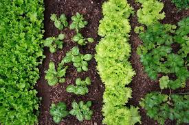 A free companion planting guide to 67 plants, herbs and trees + companion panting chart. Must Know Benefits Of Companion Planting The Practical Planter