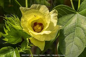 Image result for Gossypium barbadense