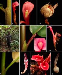 Image result for Etlingera