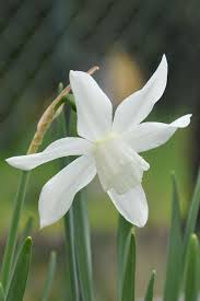 Narcissus Thalia Narcissus Daffodils Thalia