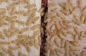 This is a safe method of pest control and does not have any effects on the human beings and the ecology. Fighting Pests With The Internet Of Things Iot Agenda