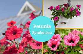 … have you ever asked yourself, how do i make my petunias fuller? the sticky stuff, in turn, travels all the way to their soft foliage. Petunia Flower Meaning And Symbolism Symbol Sage