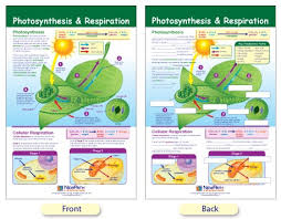 W94 4701 Photosynthesis Respiration Bulletin Board Chart