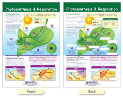 w94 4701 photosynthesis respiration bulletin board chart