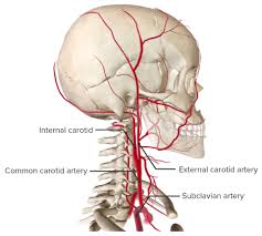 They can be called the main arteries of the head and neck. Carotid Arterial System Concise Medical Knowledge