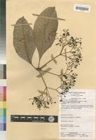 Image result for Rauvolfia vomitoria