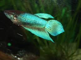 New Pics Spade Tail Betta Quite Rare Now Betta Splendens Betta Fish Betta Siamese Fighting Fish