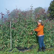 Image result for Eucalyptus tereticornis