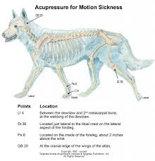 Canine Acupressure For Motion Sickness Diane Weinmanns Hope