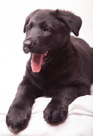 Australian Shepherd Lab Mix Black And White German Shepherd Lab Mix A Complete Guide To The Sheprador In 2020 German Shepherd Lab Mix Shepherd Mix Puppies German Shepherd Mix Puppies