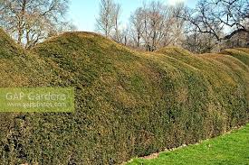 We did not find results for: Cloud Pruned Yew Hed Stock Photo By John Swithinbank Image 1356305