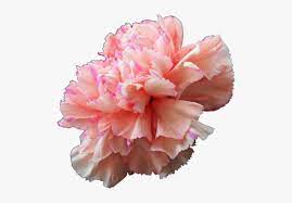 Dianthus Caryophyllus Flower Vase Best Flower Wallpaper
