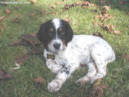 English Setter Puppy English Setter Puppies Cute Dogs Breeds Cute Dogs