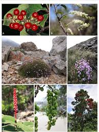 Image result for Centemopsis