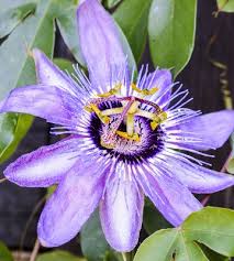 Arrosez abondamment votre passiflore en été. Passiflore Conseils De Plantation Et D Entretien Truffaut