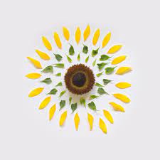 Singapore Based Photographer Qi Wei Showcases Series Of Exploded Flowers Sunflower Flowers Flower Power