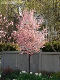 Plantfiles Pictures Flowering Cherry Okame Prunus 7 By Tristramuk Small Trees For Garden Cherry Trees Garden Flowering Cherry Tree