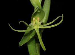 Image result for Habenaria