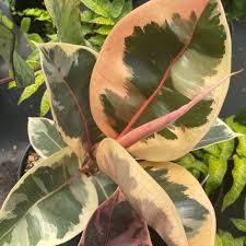 Ficus Elastica Tineke Variegated Rubber Tree 4 5 Pot Little Prince To Go