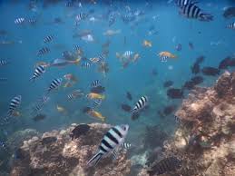 Leren Duiken Of Padi Halen Praktische Tips Voor Een Eerste Keer Duiken
