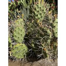Image result for Opuntia