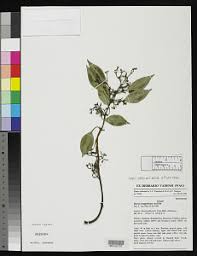 Image result for Ancylobothrys scandens