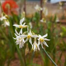 Image result for Tulbaghia cameronii