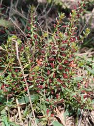 Image result for Aneilema welwitschii