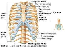 The thoracic cage (rib cage) is the skeletal framework of the thoracic wall, which encloses the thoracic cavity. Ribs Anatomy Types Ossification Clinical Significance How To Relief Human Ribs Body Anatomy Rib Cage Anatomy