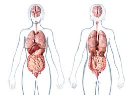 Stomach, liver, intestine, bladder, lung, testicle, uterus, spine, pancreas, kidney, heart. Female Anatomy Internal Organs Rear Photograph By Leonello Calvetti