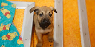 New age pet jumbo fontana chicken barn. Rspca Queensland Puppy Farming