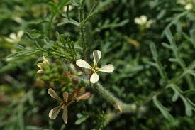 Image result for Carrichtera annua