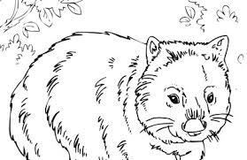 Currently, we propose toddler coloring pages animals for you, this post is similar with hippo coloring pages printable. Mr Nussbaum Cassowary Australian Animals Coloring