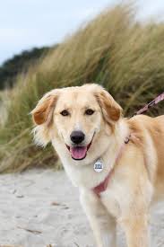 Bailey aka Pearl is living her best life. She is precious and very loved.  Thank you HBGRR for another wonderful pup.