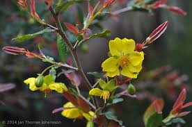 Image result for Ochna atropurpurea