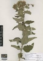 Image result for Vernonia lasiopus